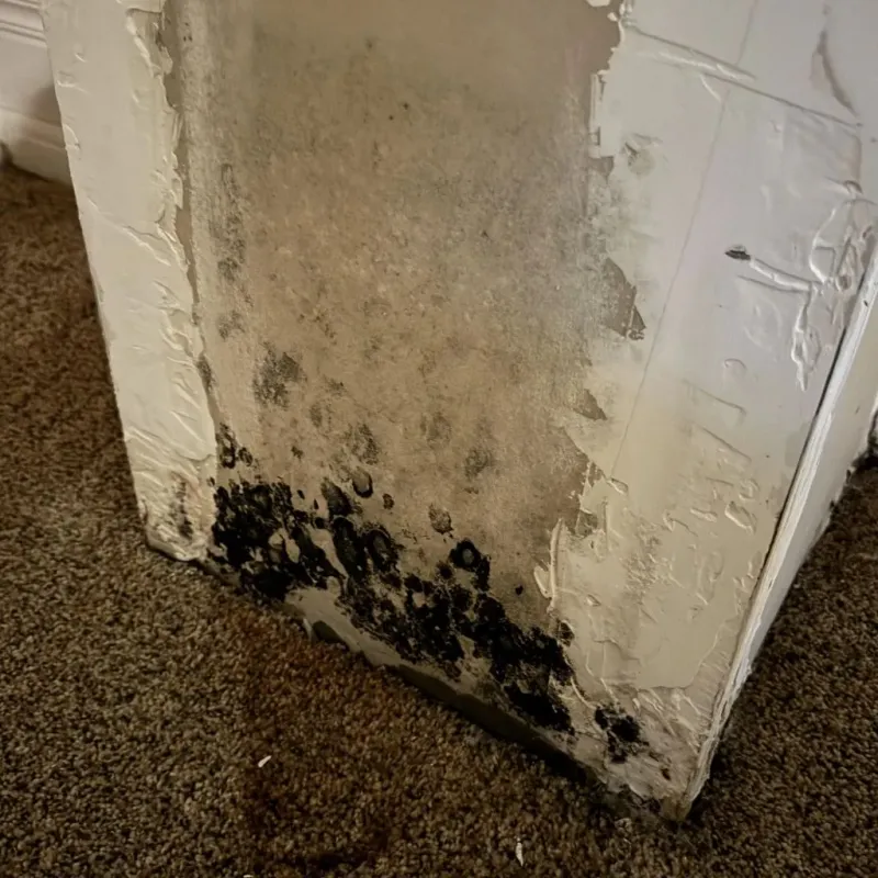 Professional Mold Removal in Clinton, WI